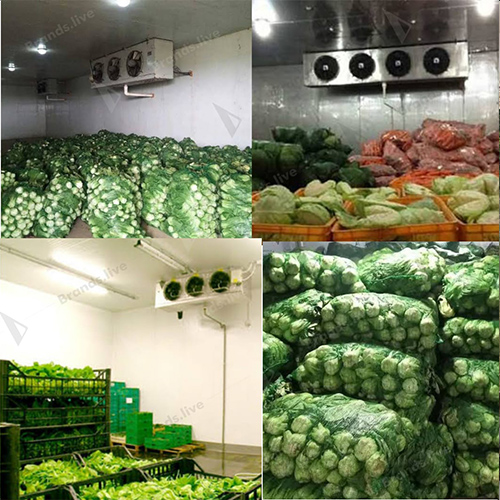 Vegetable Storage Chamber